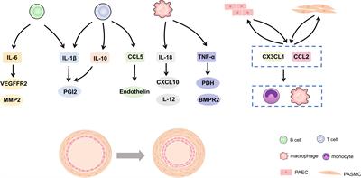 The role of immune cells and inflammation in pulmonary hypertension: mechanisms and implications